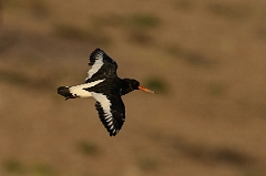 David Plant Photography - Wildlife Photography - Oystercatcher - W
